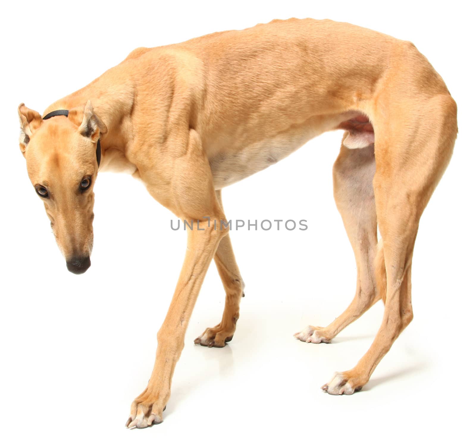 Fawn Colored Retired Greyhound Racer by duplass