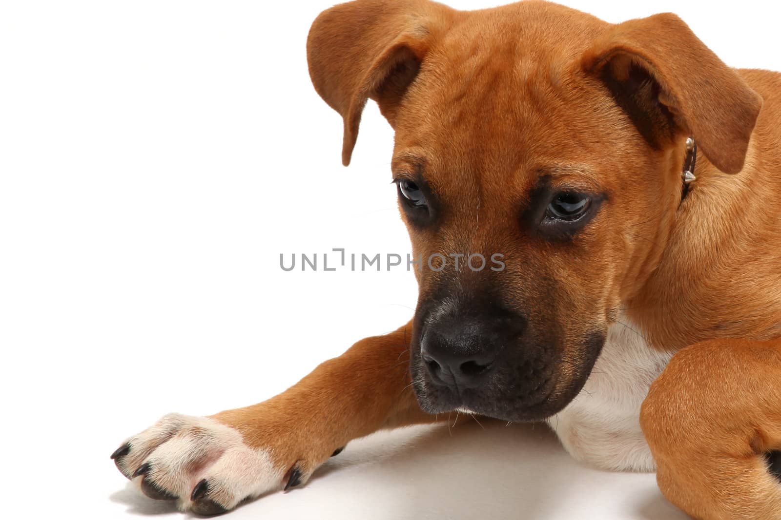 Small  boxer puppy over white laying.  Close up head shot.