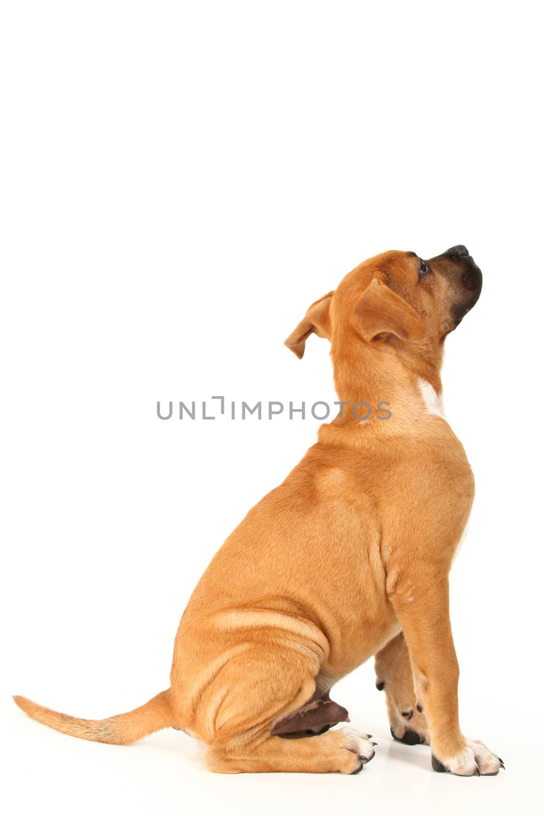 Boxer Puppy by duplass