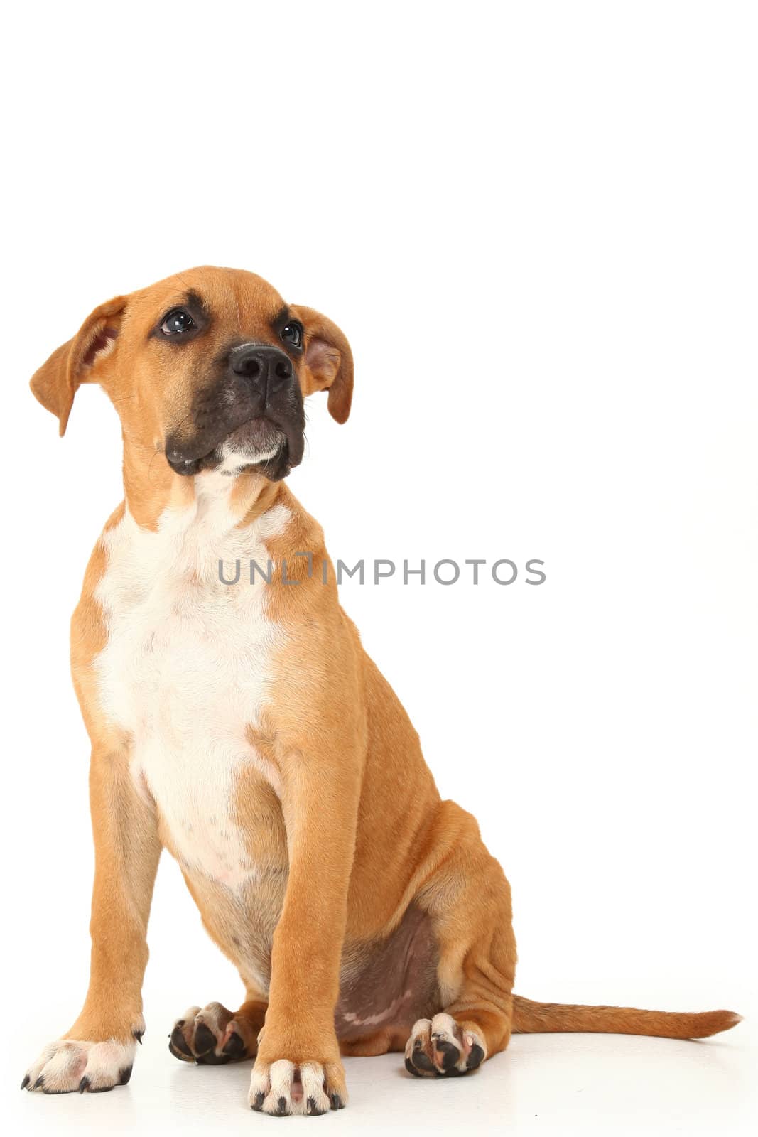 Adorable boxer puppy sitting and looking to side over white background.
