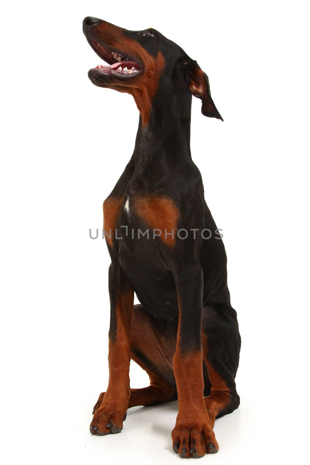 Doberman puppy sitting over white background looking up to side.