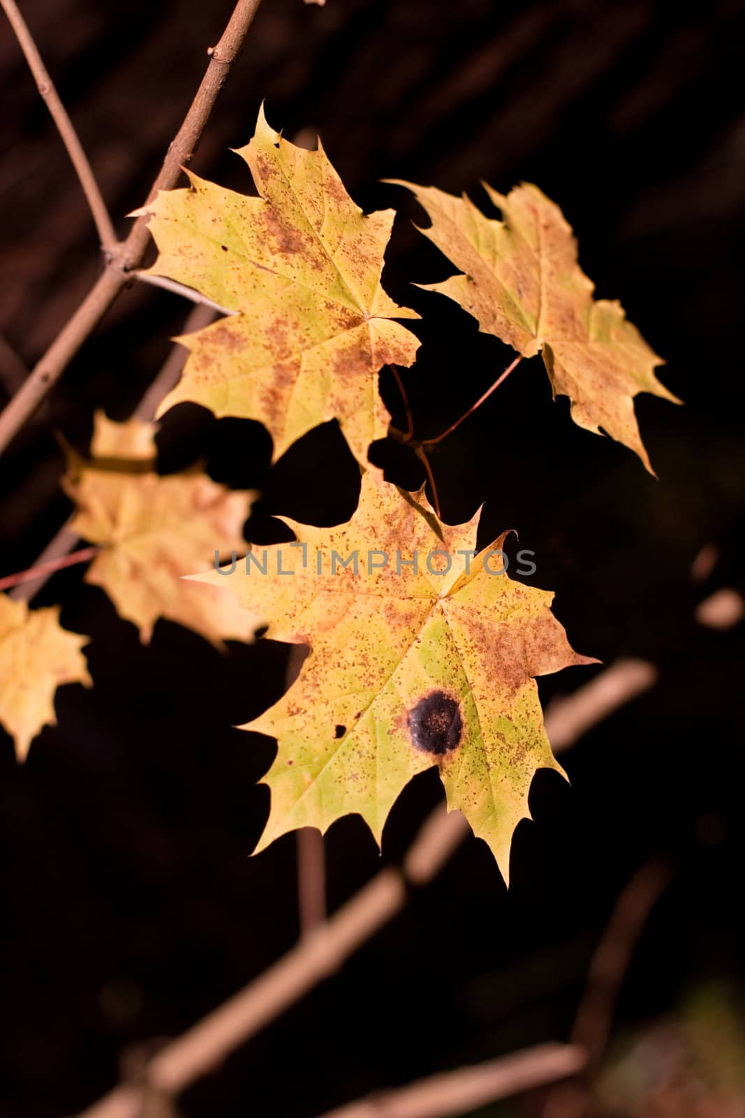 Yellow maple leaves in a forest
