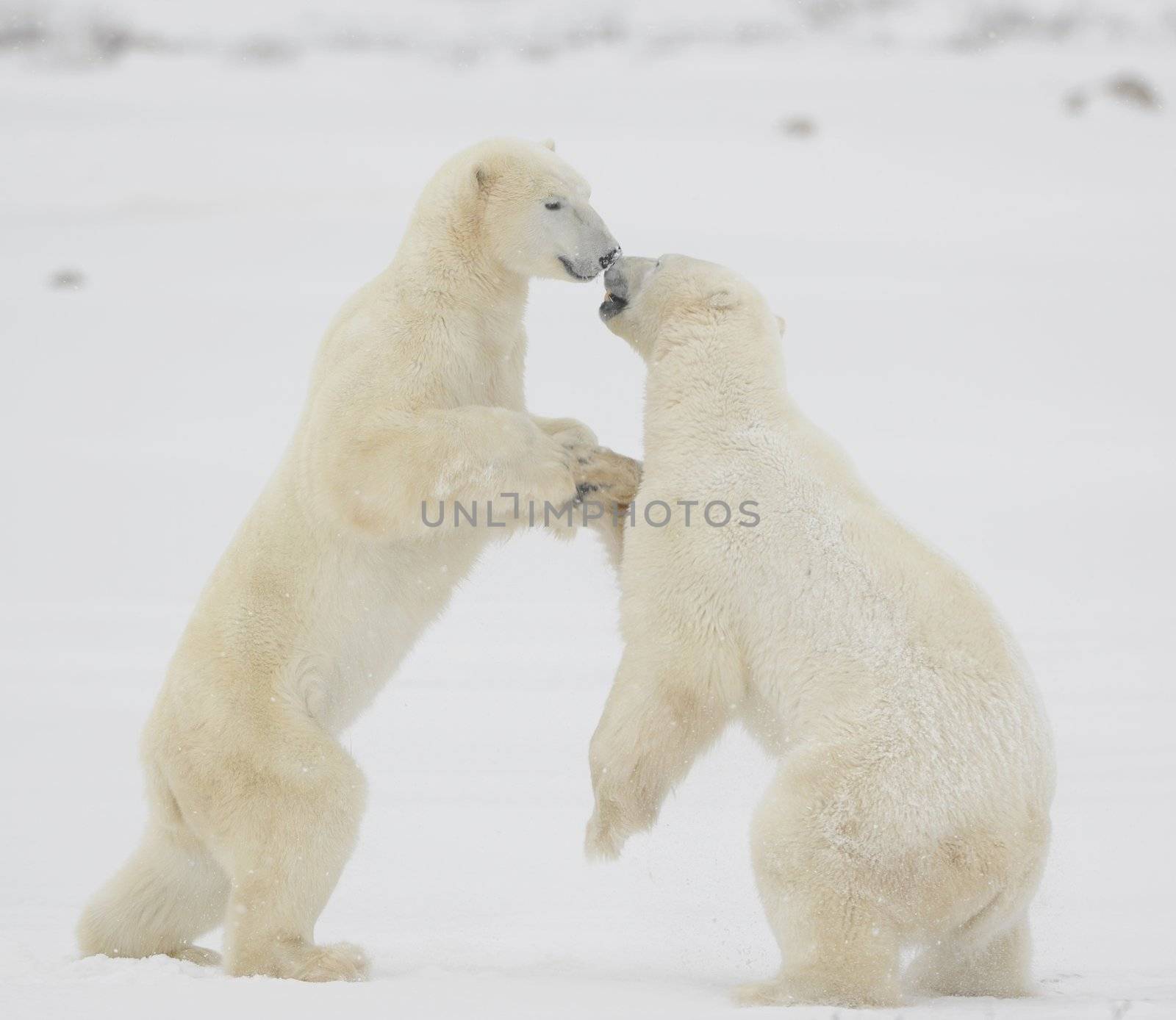 Fight of polar bears. Two polar bears fight. Tundra with undersized vegetation. Snow.