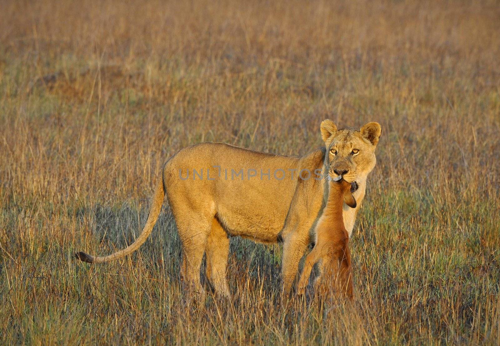 Lioness with prey. by SURZ