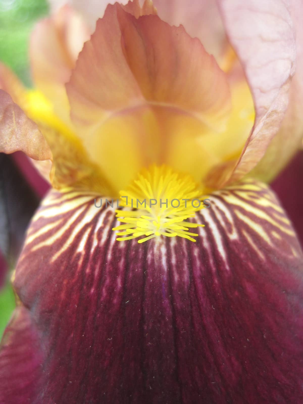 Flower of Iris