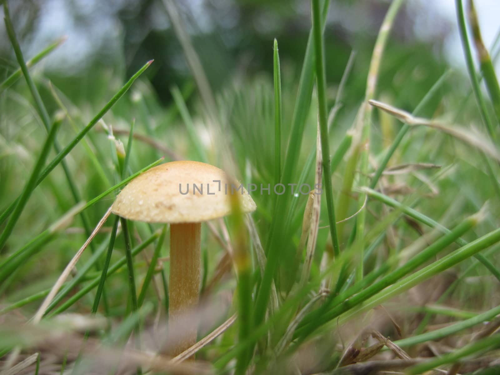 amanita phalloides by max.domarov