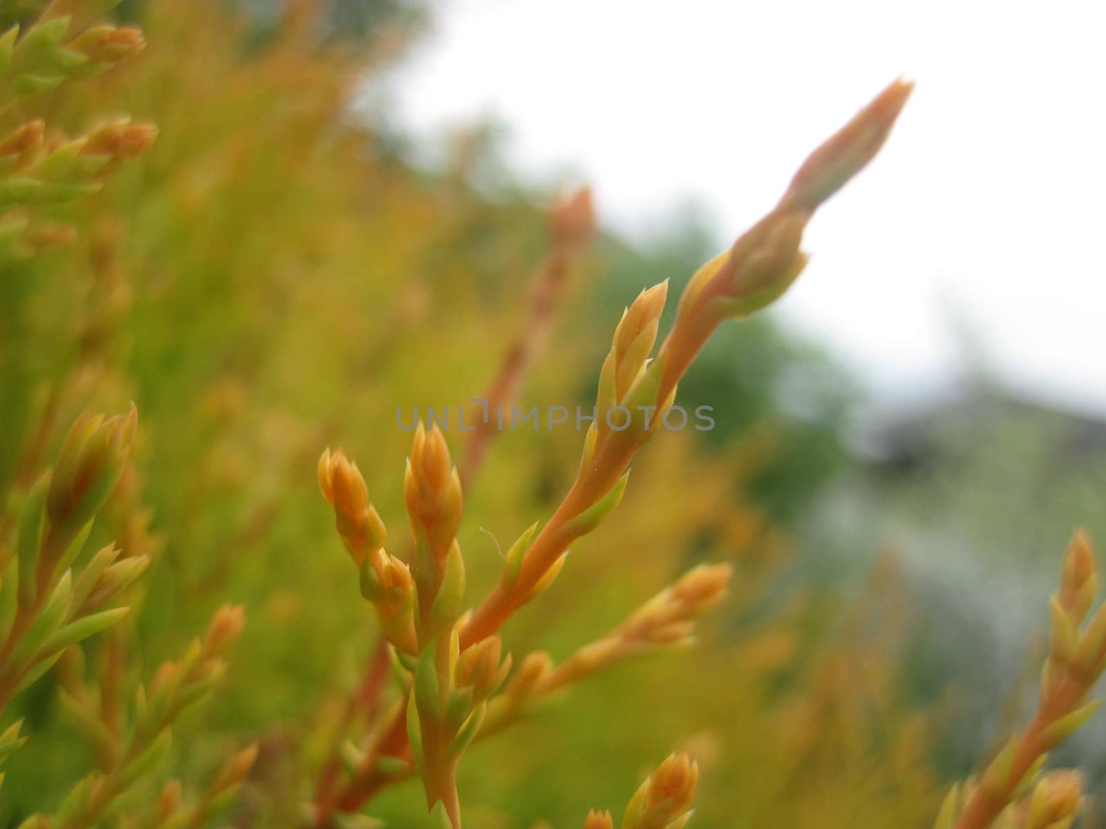 thuja in the field