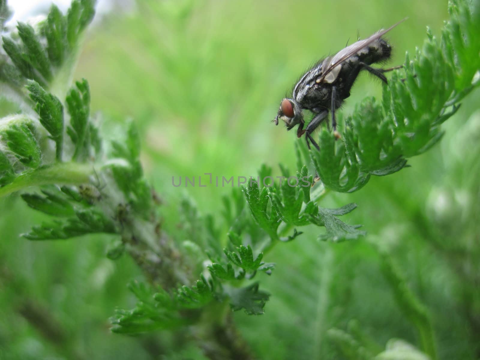 Fly and yarrow by max.domarov