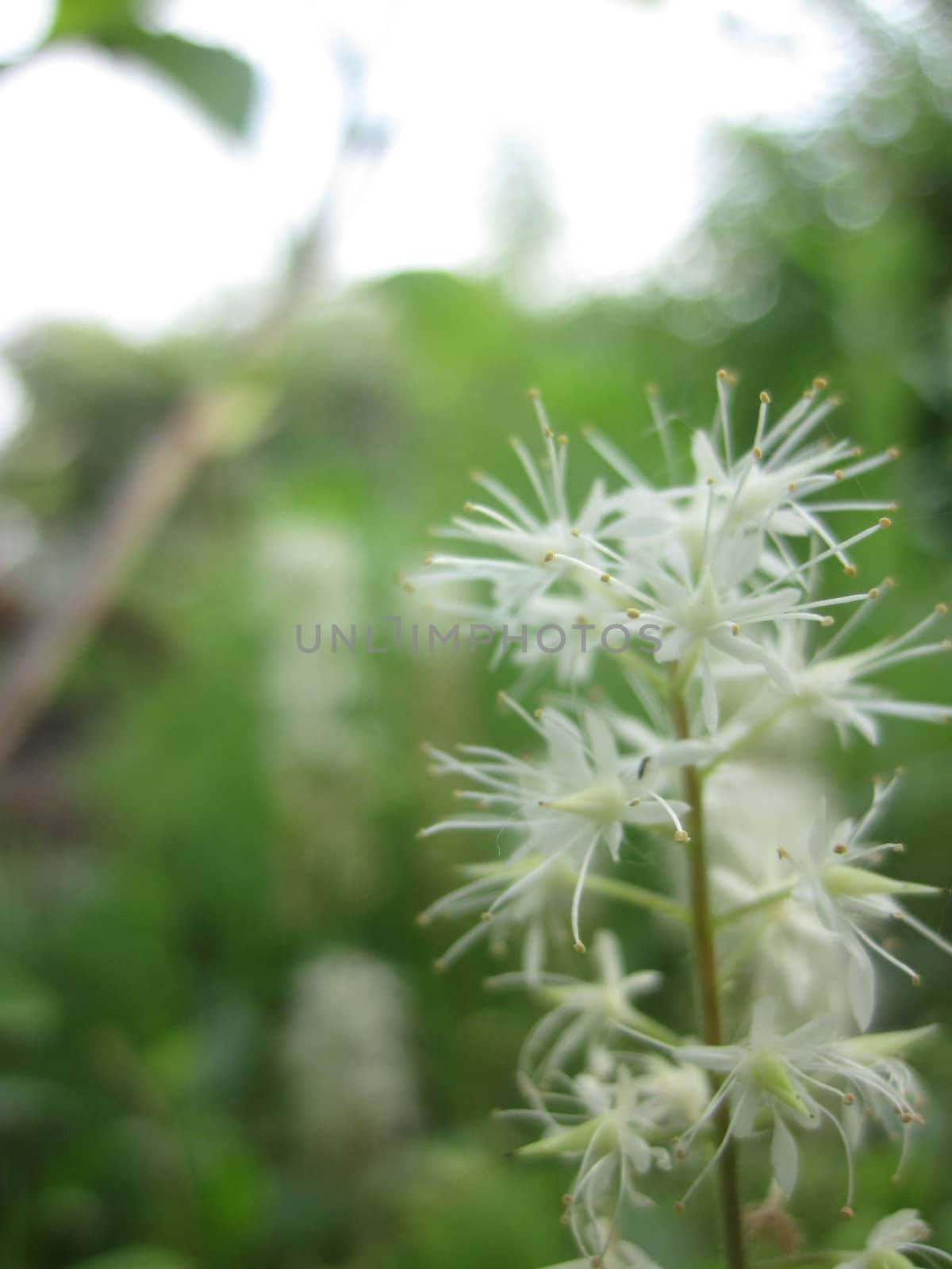 White flowers of Liatris