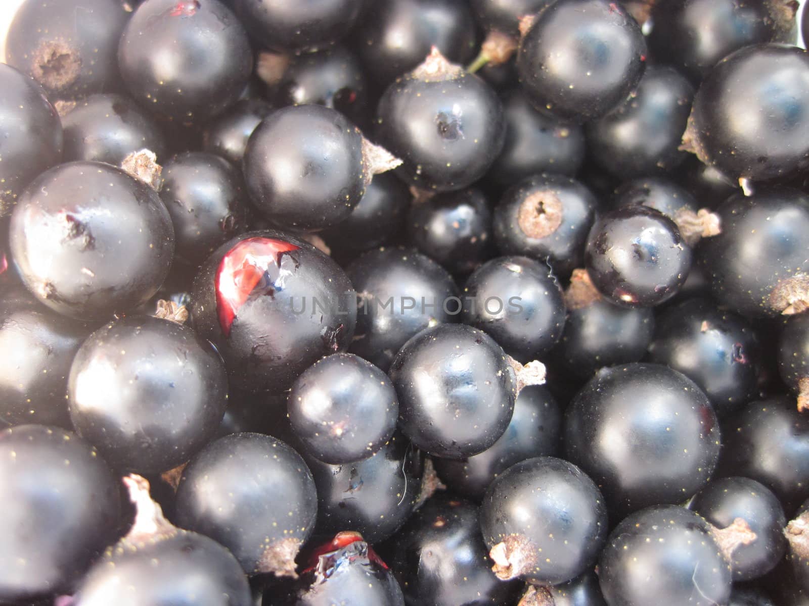 harvest of blackcurrant by max.domarov