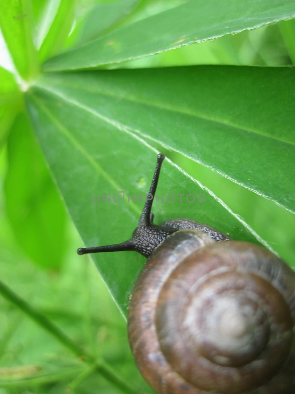 Snail on leaf of lupine