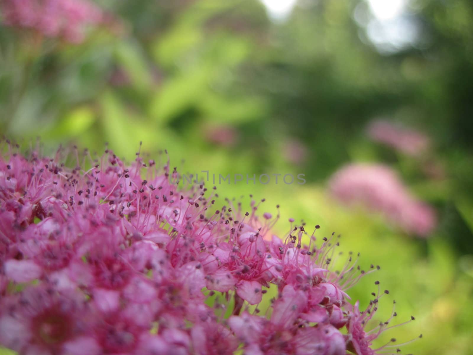 Flowers of achillea millefolium