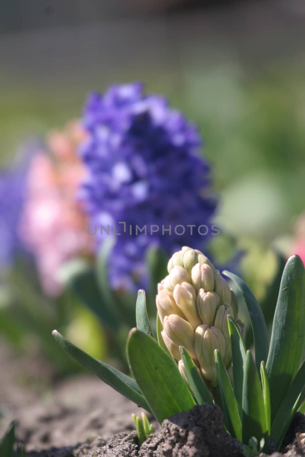 Hyacinth flower by max.domarov