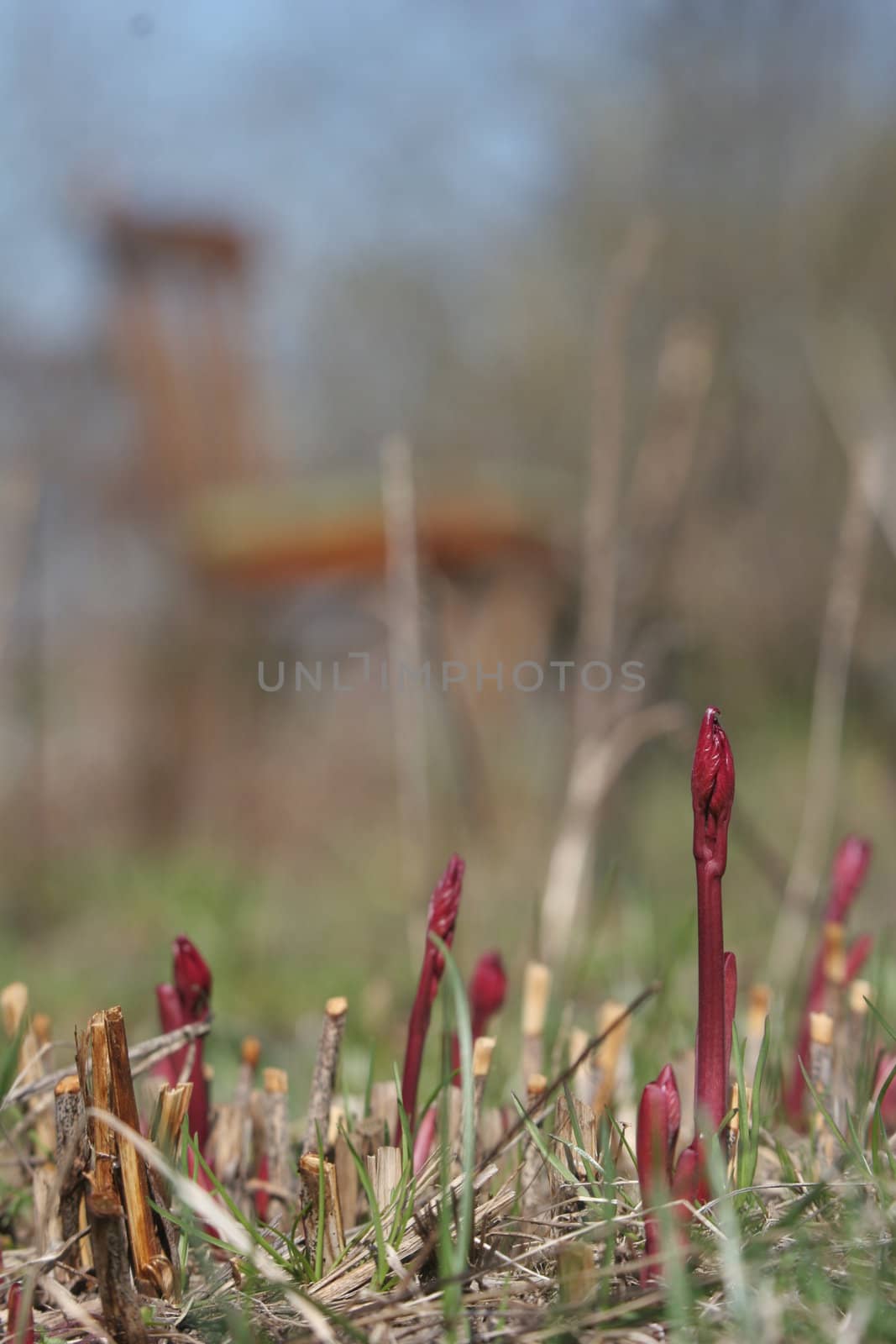 Peony sprouts by max.domarov