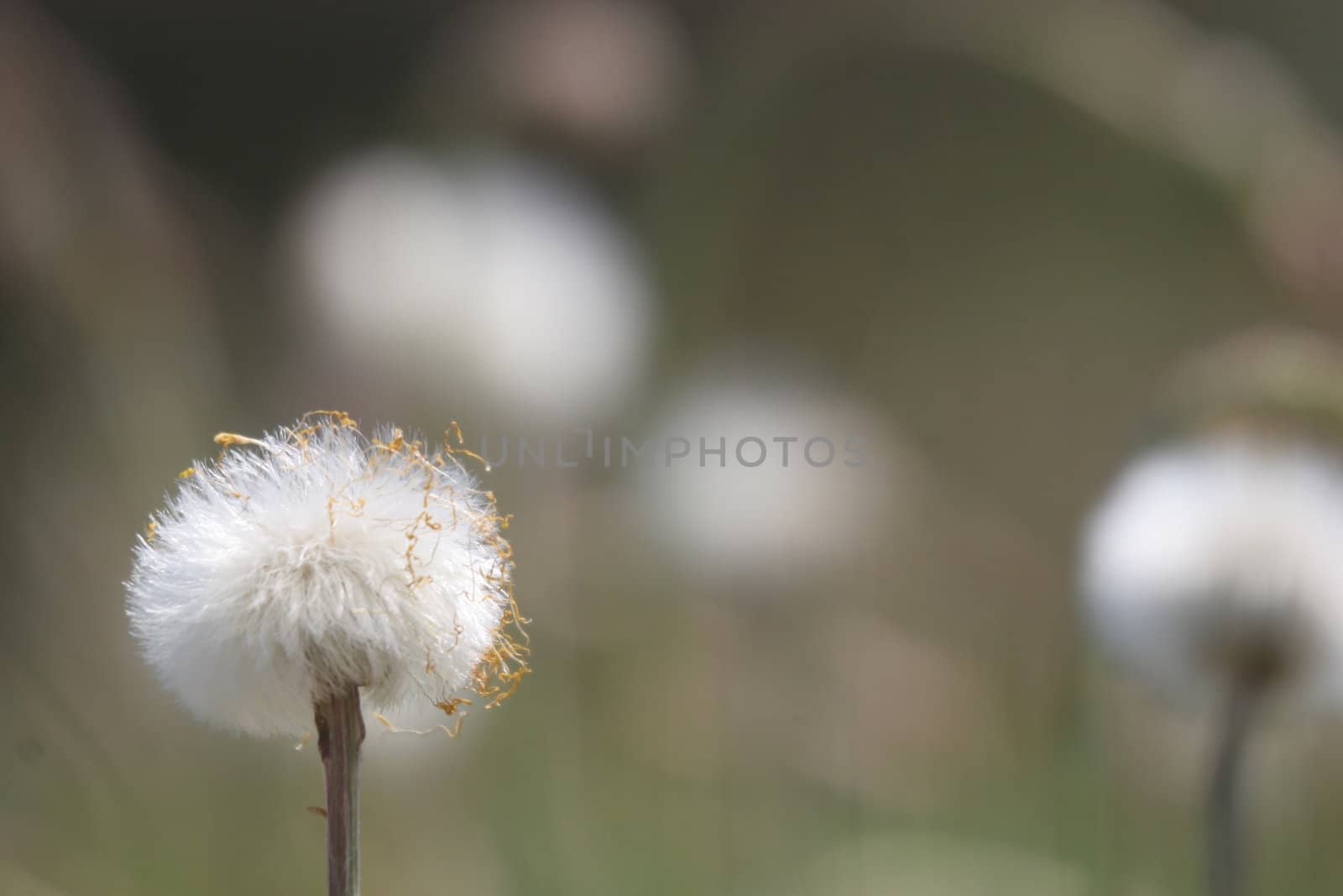 Dandelion flower by max.domarov