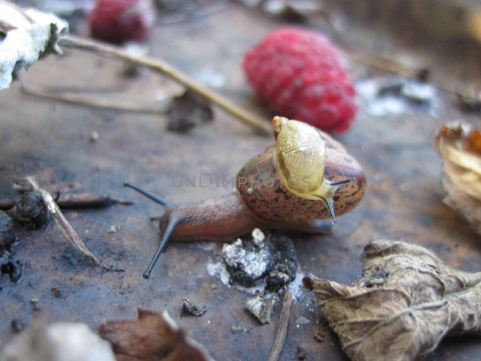 Raspberries with snail mother and child