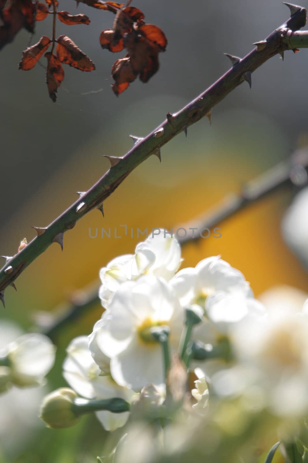 White flowers and thorns