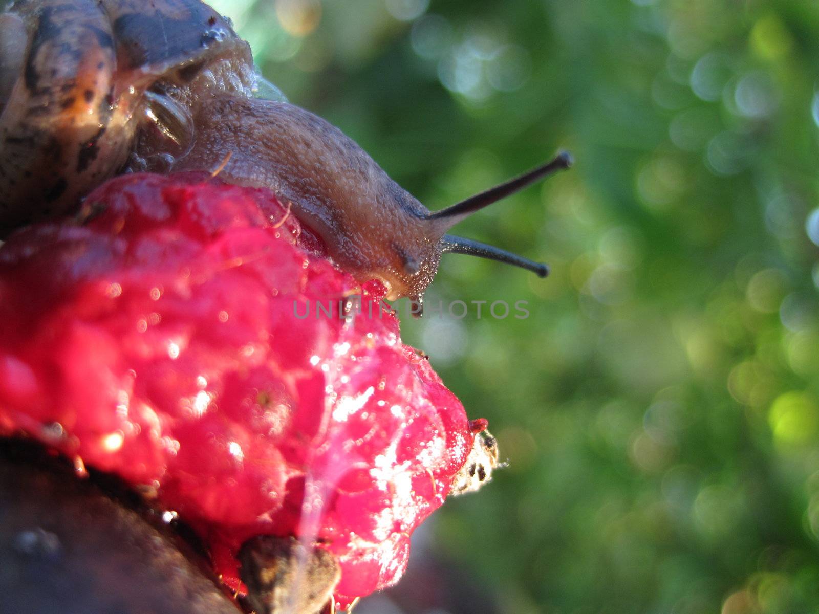 Snail on raspberries