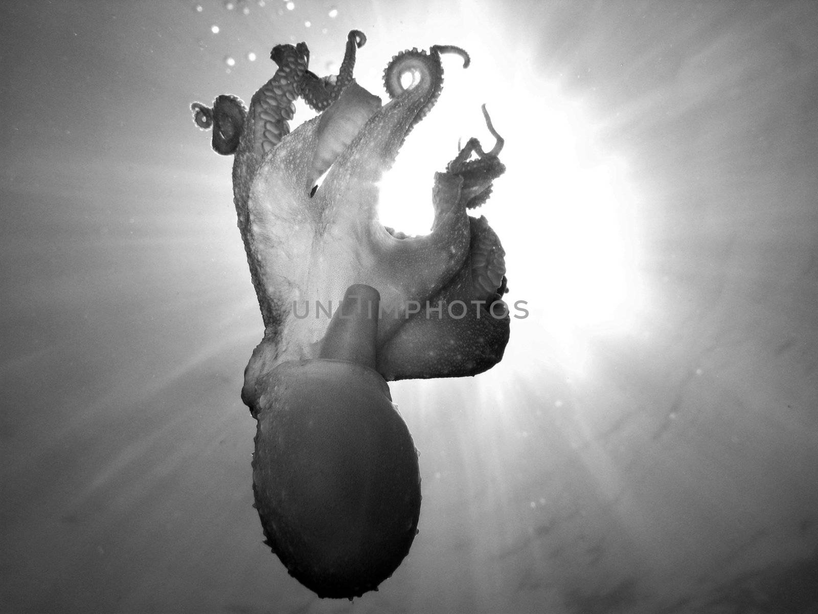 Octopus Vulgaris in back light (in Black and white).
Shot captured in the wild.