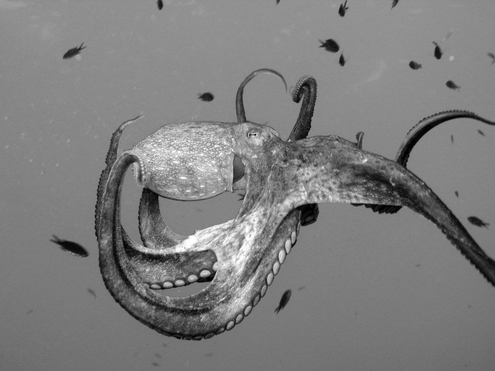 Octopus in Black and white. Shot captured in the wild.