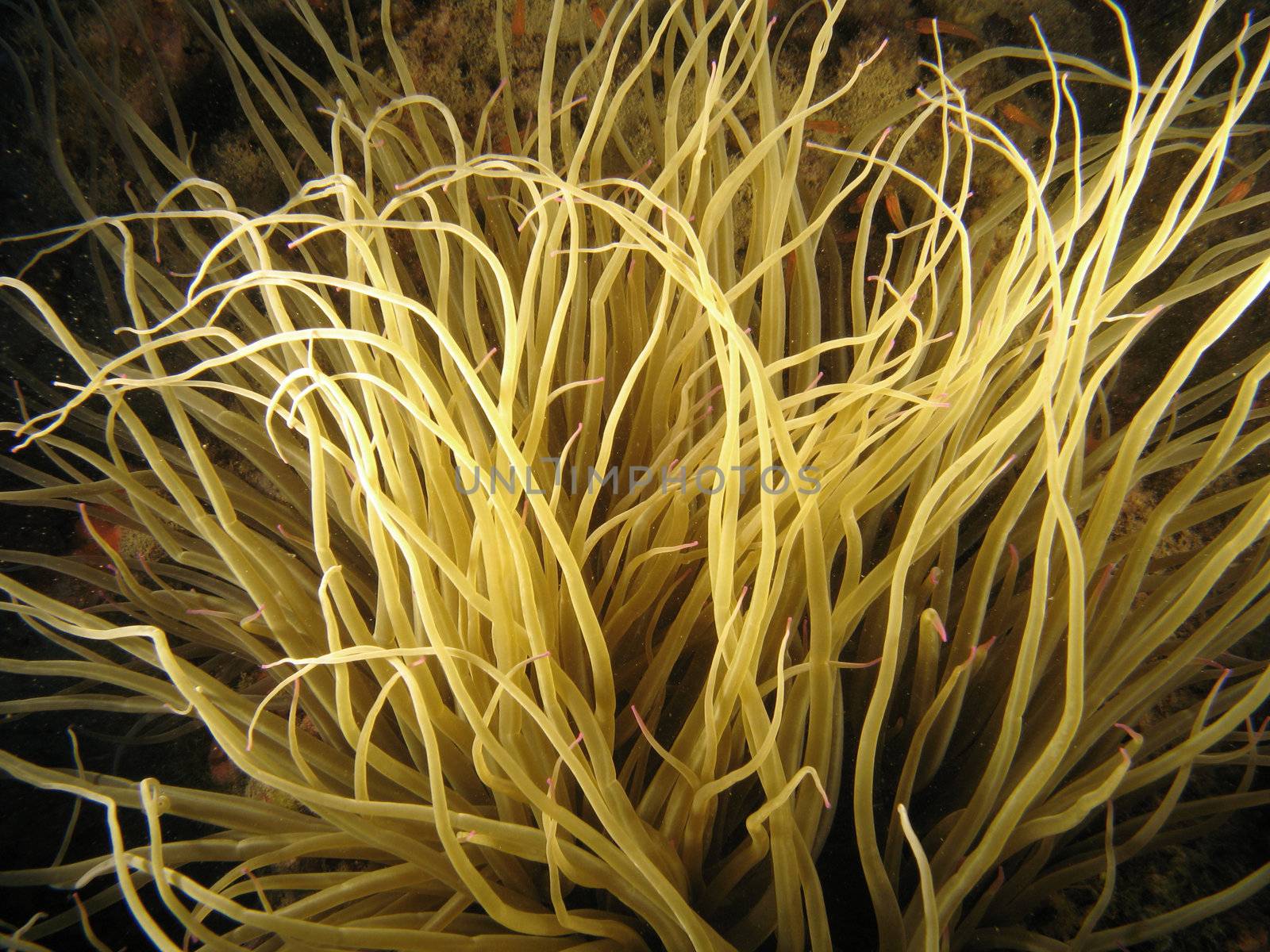 Sea anemone by PlanctonVideo