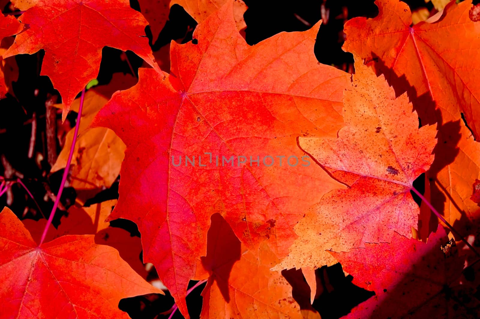 Fall season nature background, pile of red maple leaves fallen onto the forest ground.