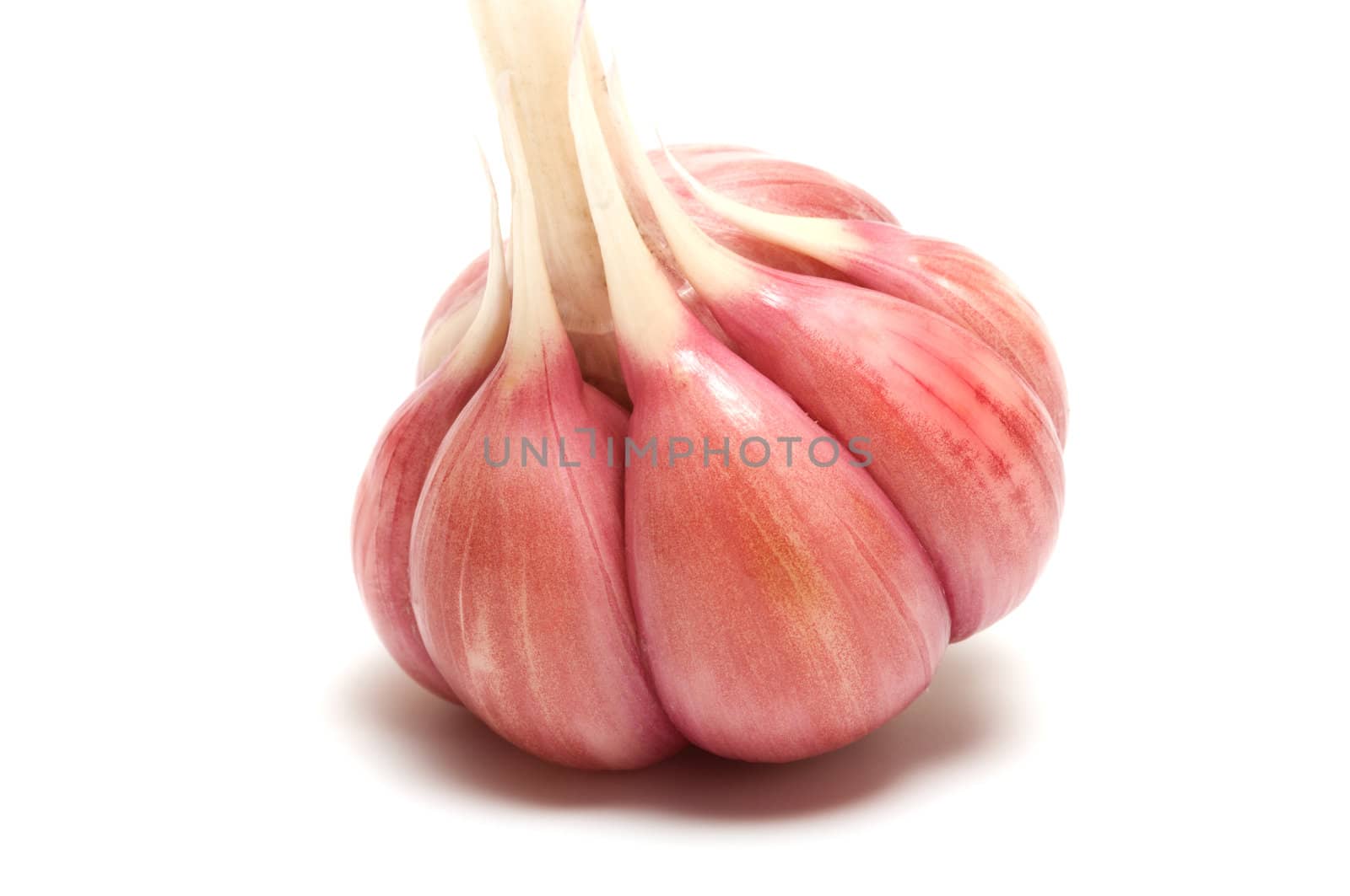 Garlic segments close up on a white background.