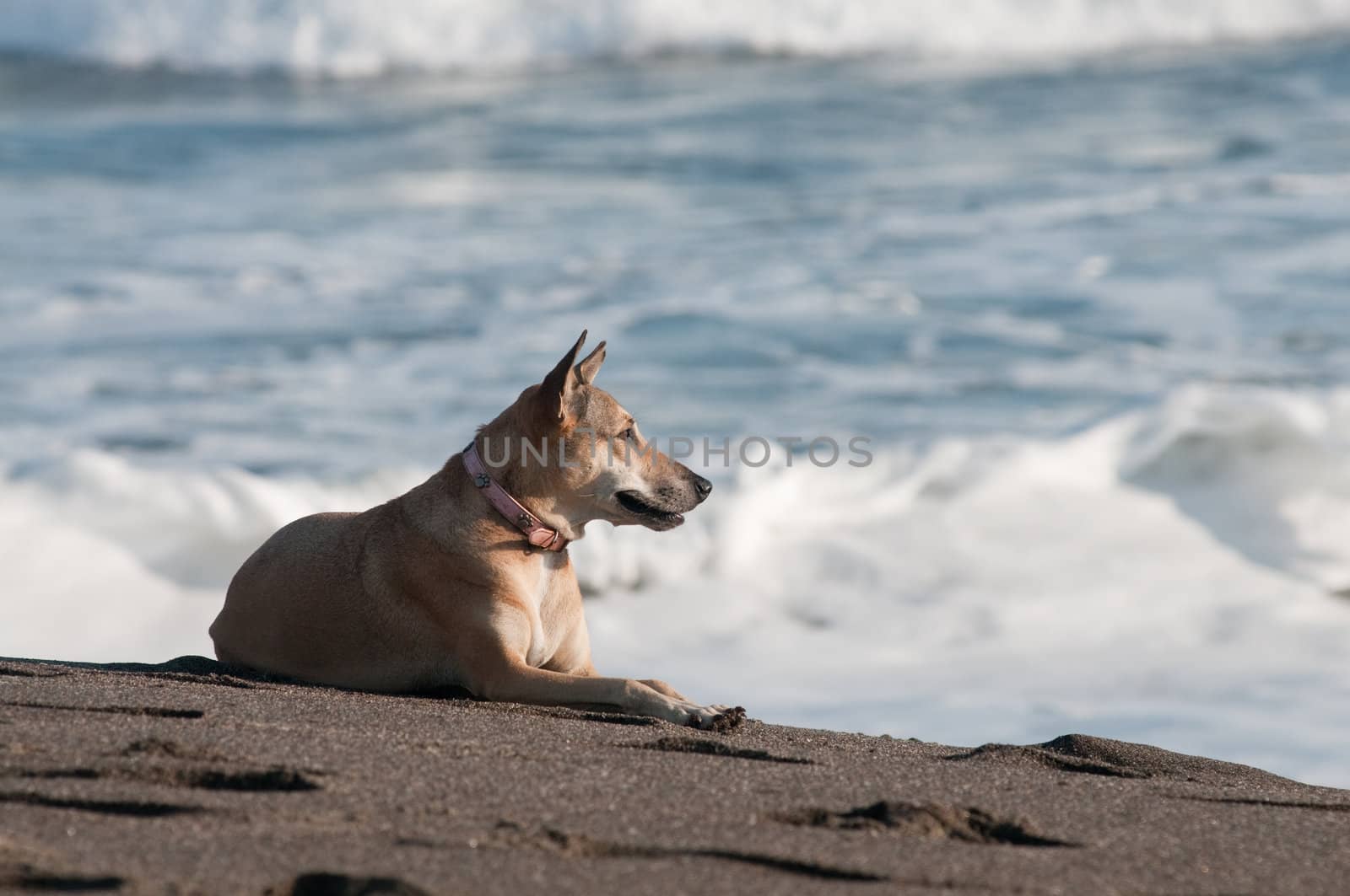 the picture of the dog watching to the ocean