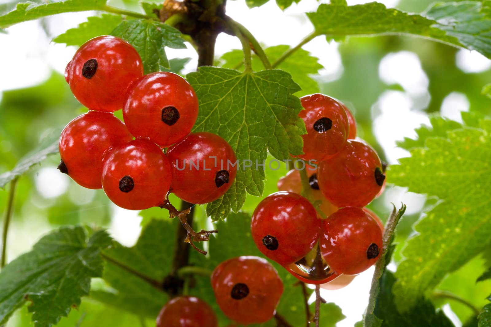 close-up branch of ripe red currant