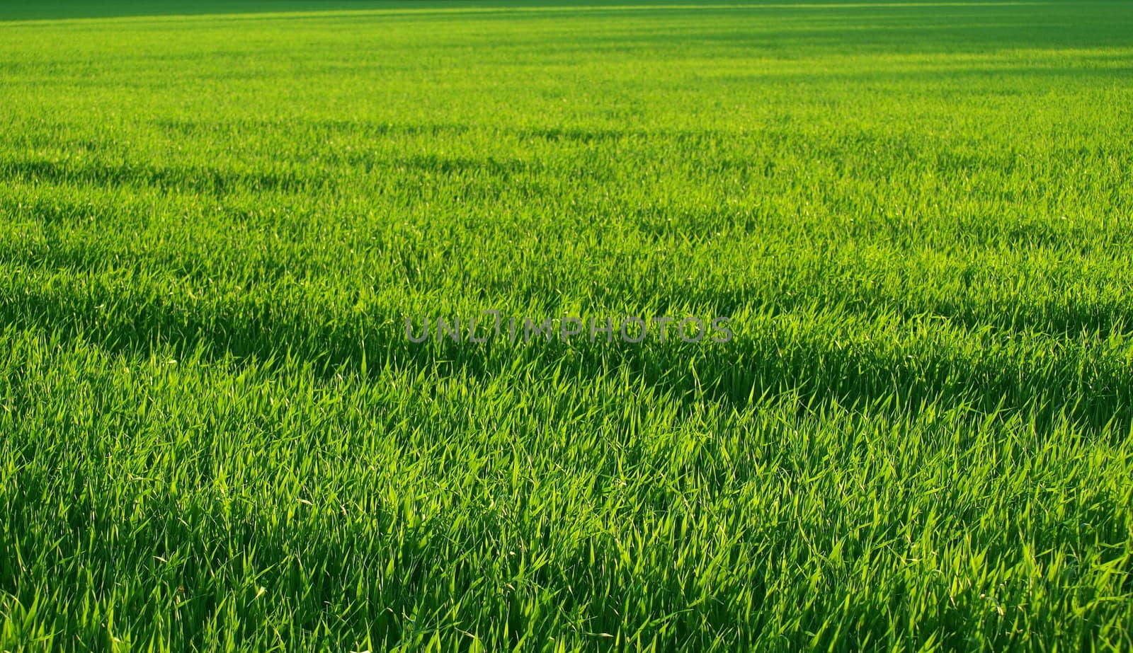 Lush green field in warm summer evening