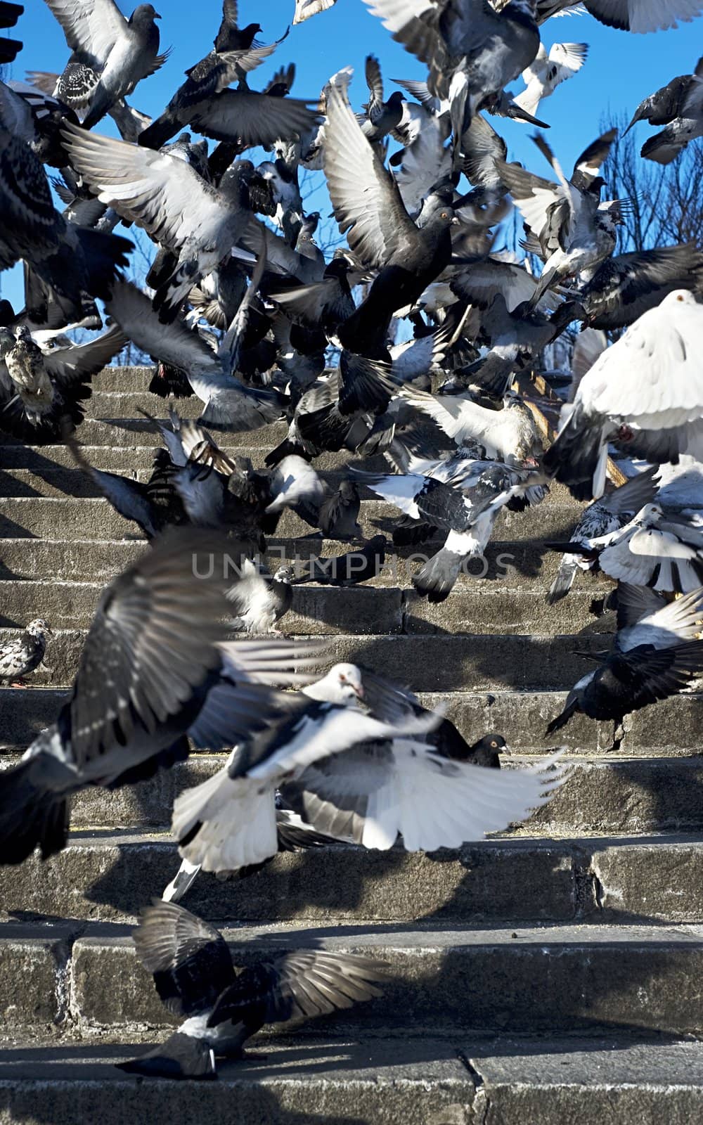 Flock of Pigeons in action, flying over the stairs
