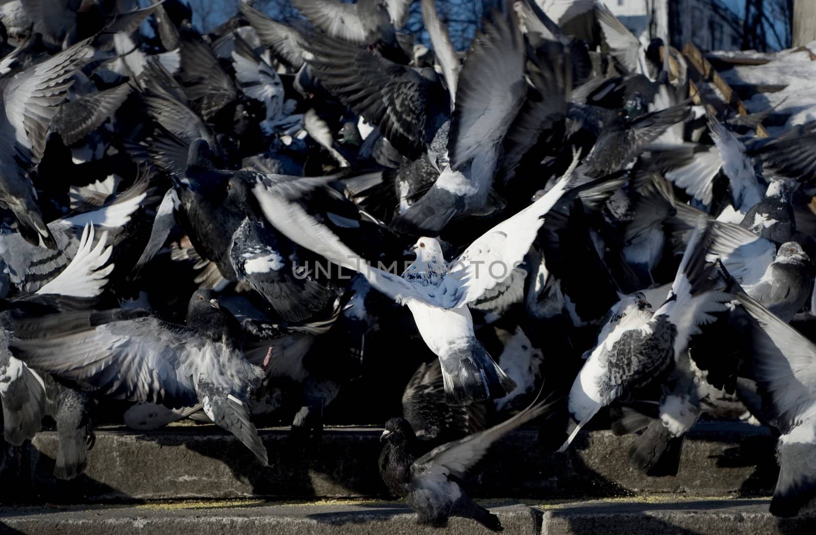 Flock of Pigeons in action, flying over the stairs