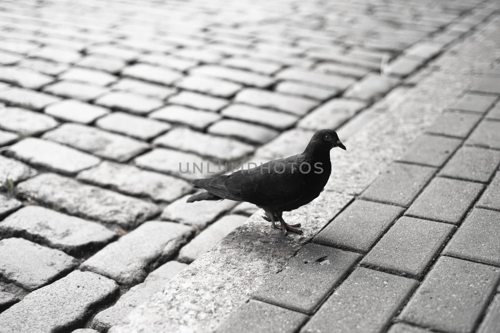 black and white image of a lonely pigeon standing on a claw in paved street