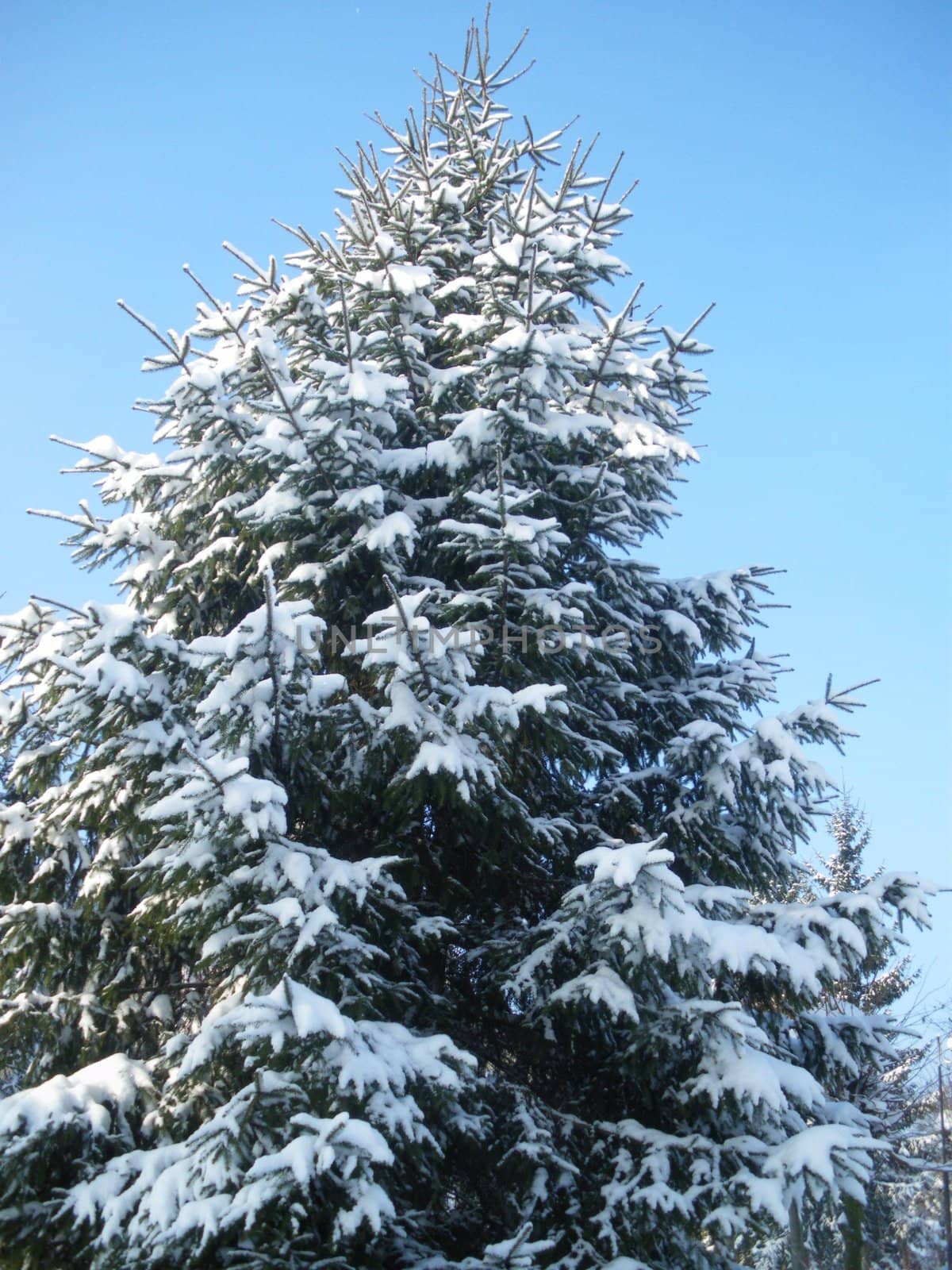 Christmas tree with snow