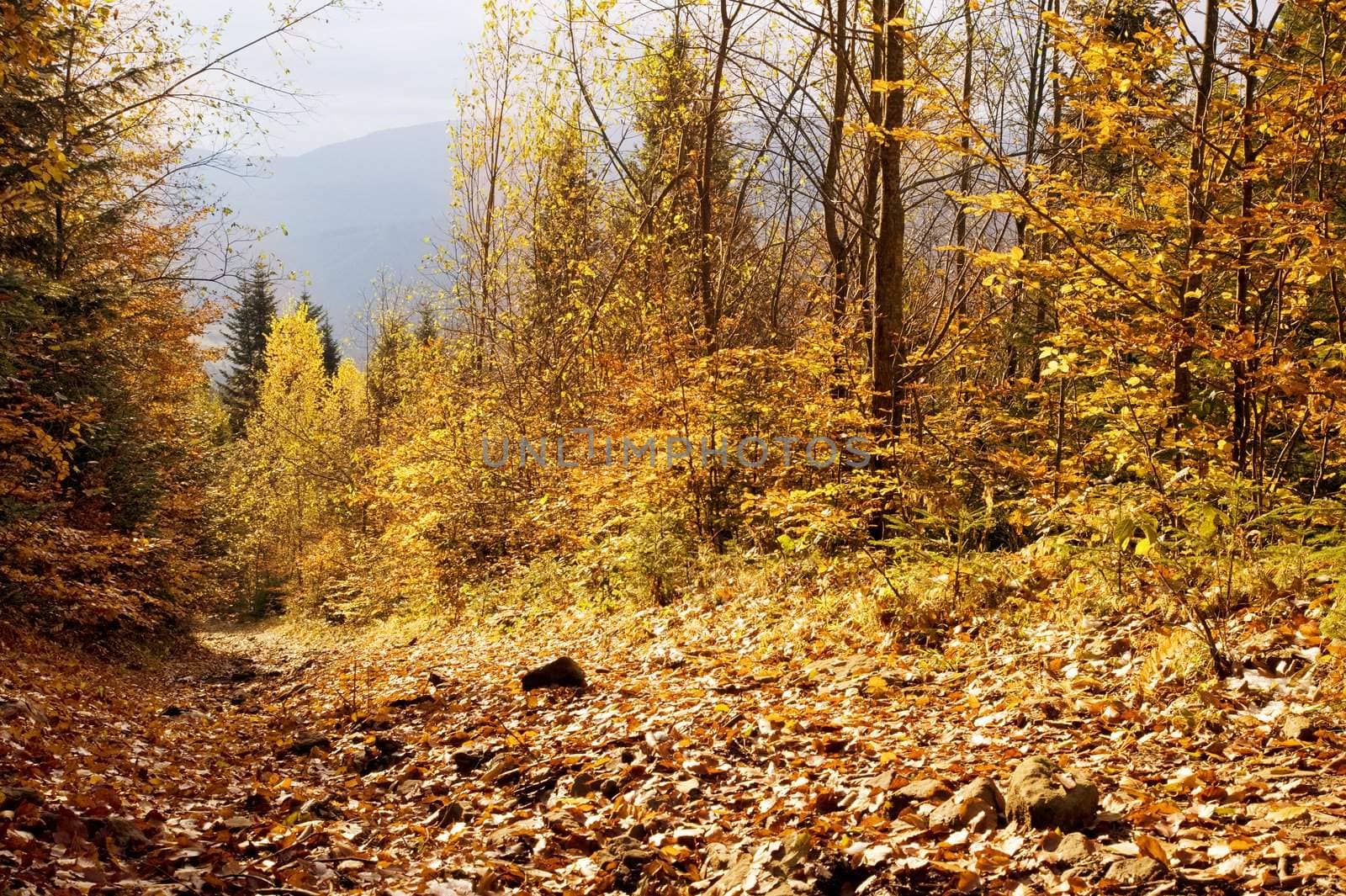 Beautiful autumn forest in the Carpathian mountain. Ukraine