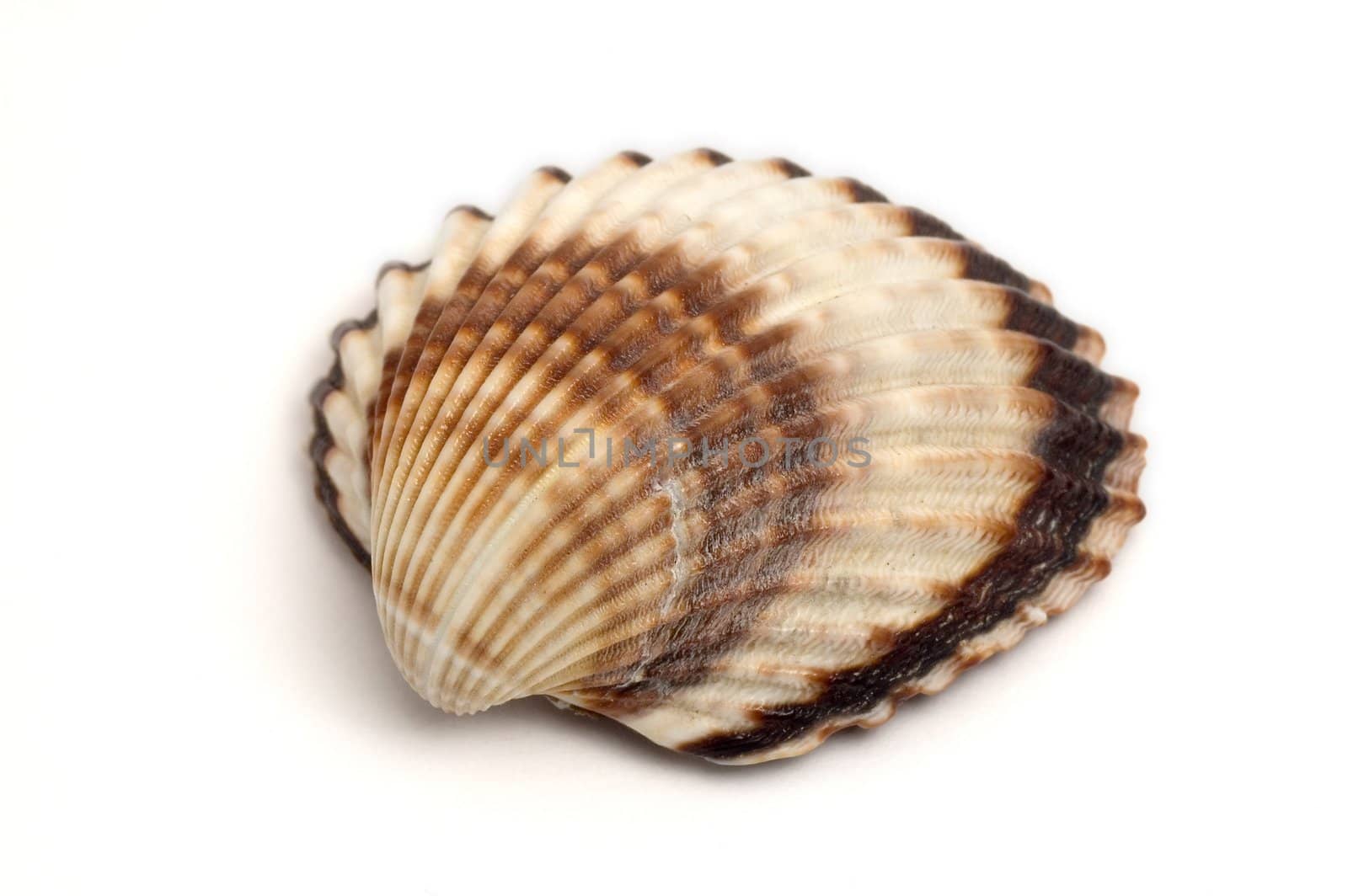 detail photo of a single sea shell isolated on white background