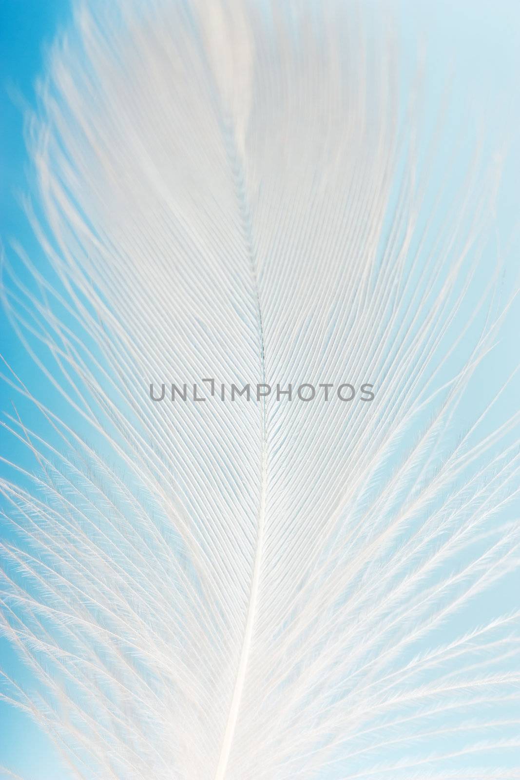 Feather by AGorohov