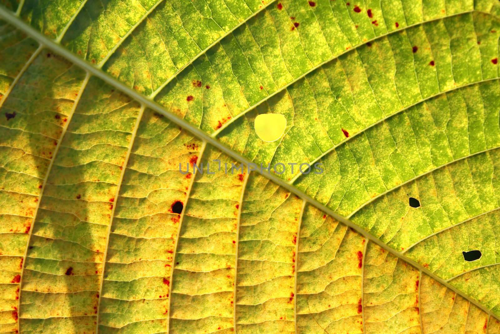 A background of a closeup view of a beautiful leaf divided into green and yellow parts.