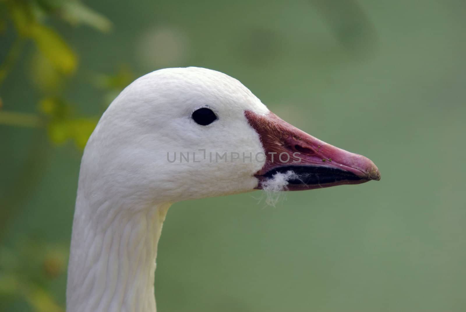 Close up portrait of a goose with a green background