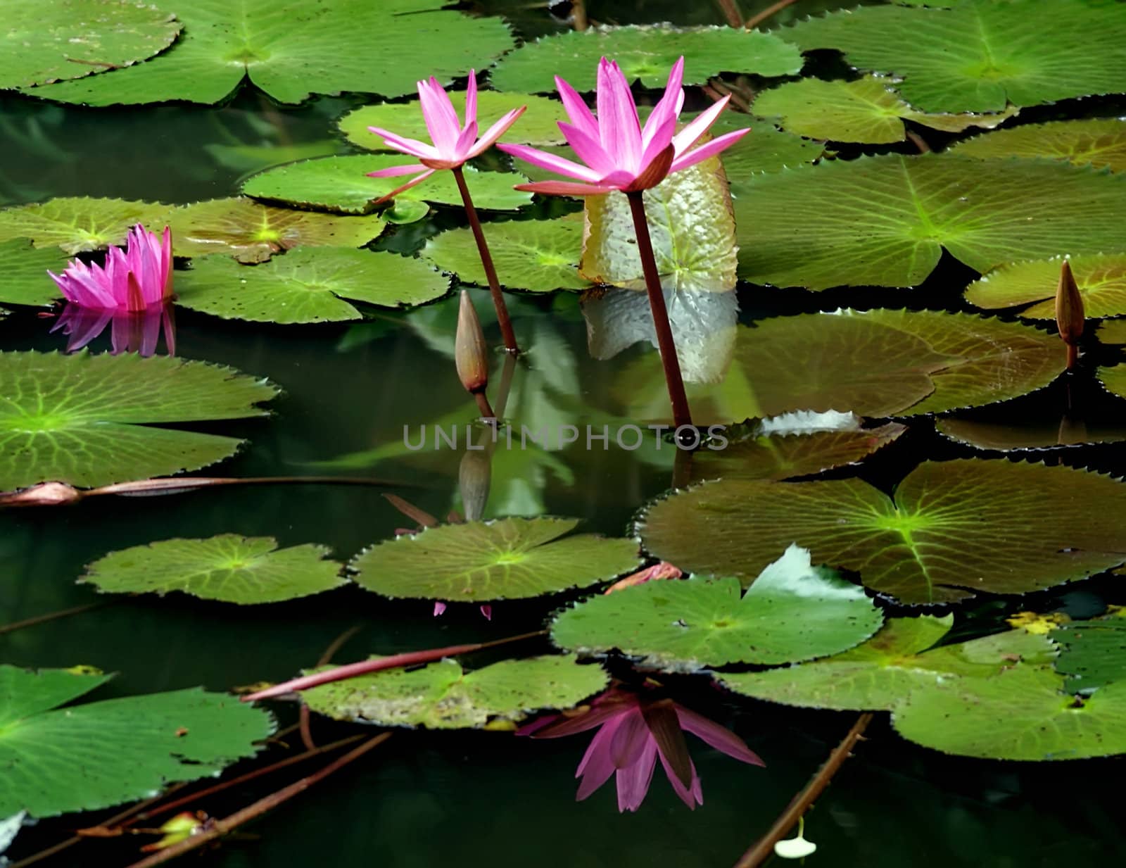 Pink and red water lily on a pond
