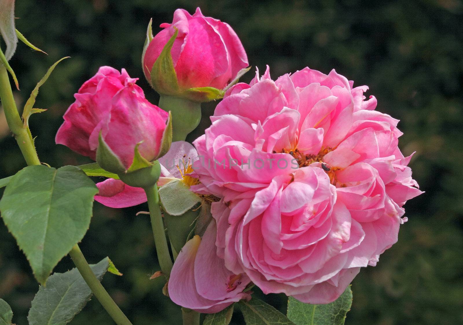 The Heather Austin rose is a pink flowered hybrid which grows to about four feet.