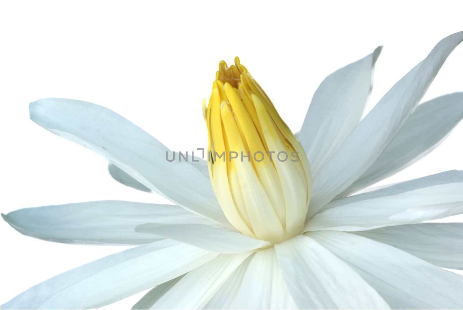 White water lily was isolated on white background
