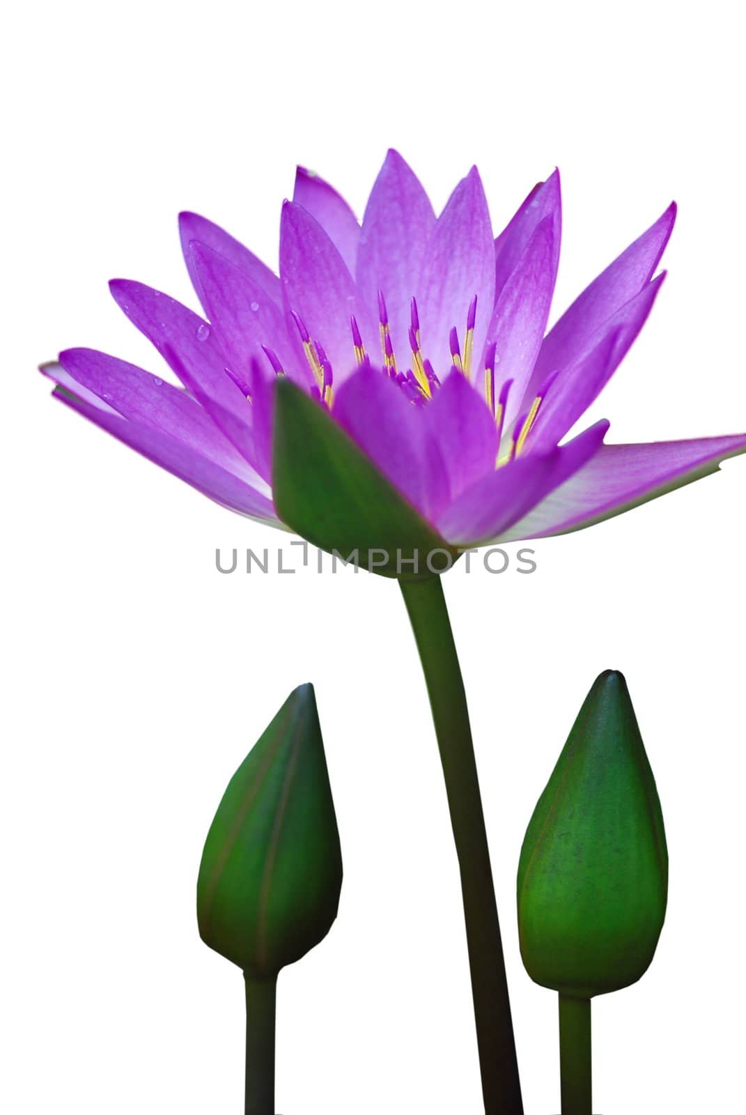 Purple water lily was isolated on White background