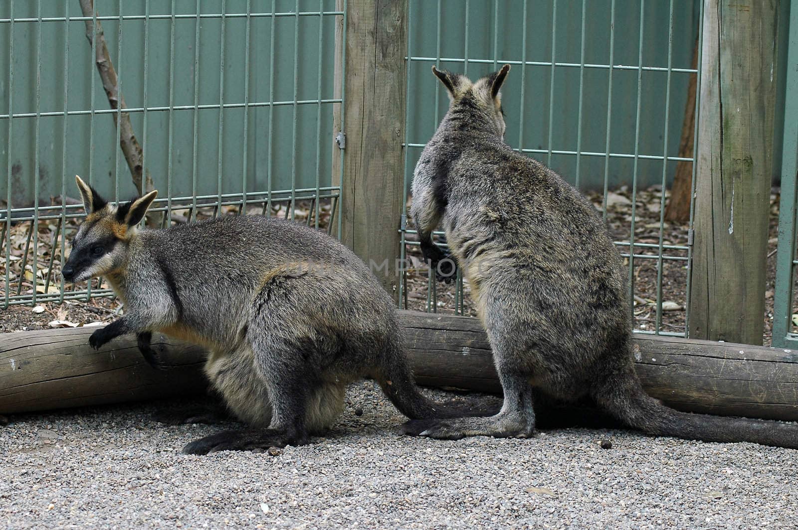 two grey kangaroos in zoo, photo taken in sydney