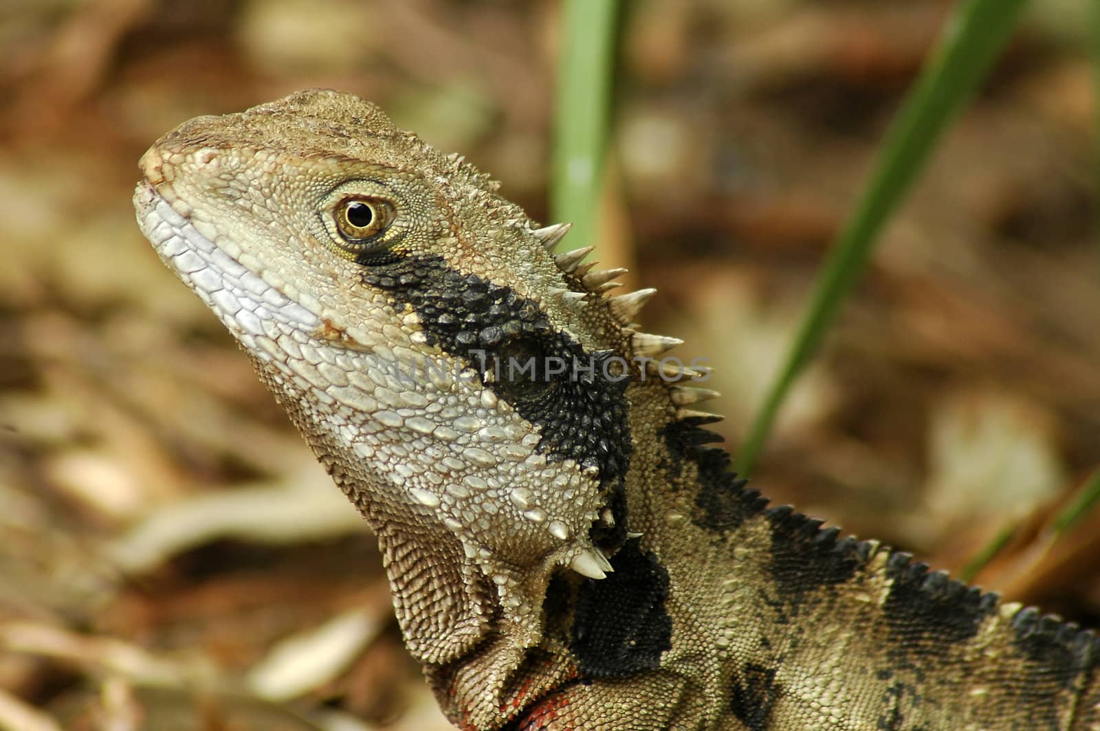 close-up photo of australian lizard