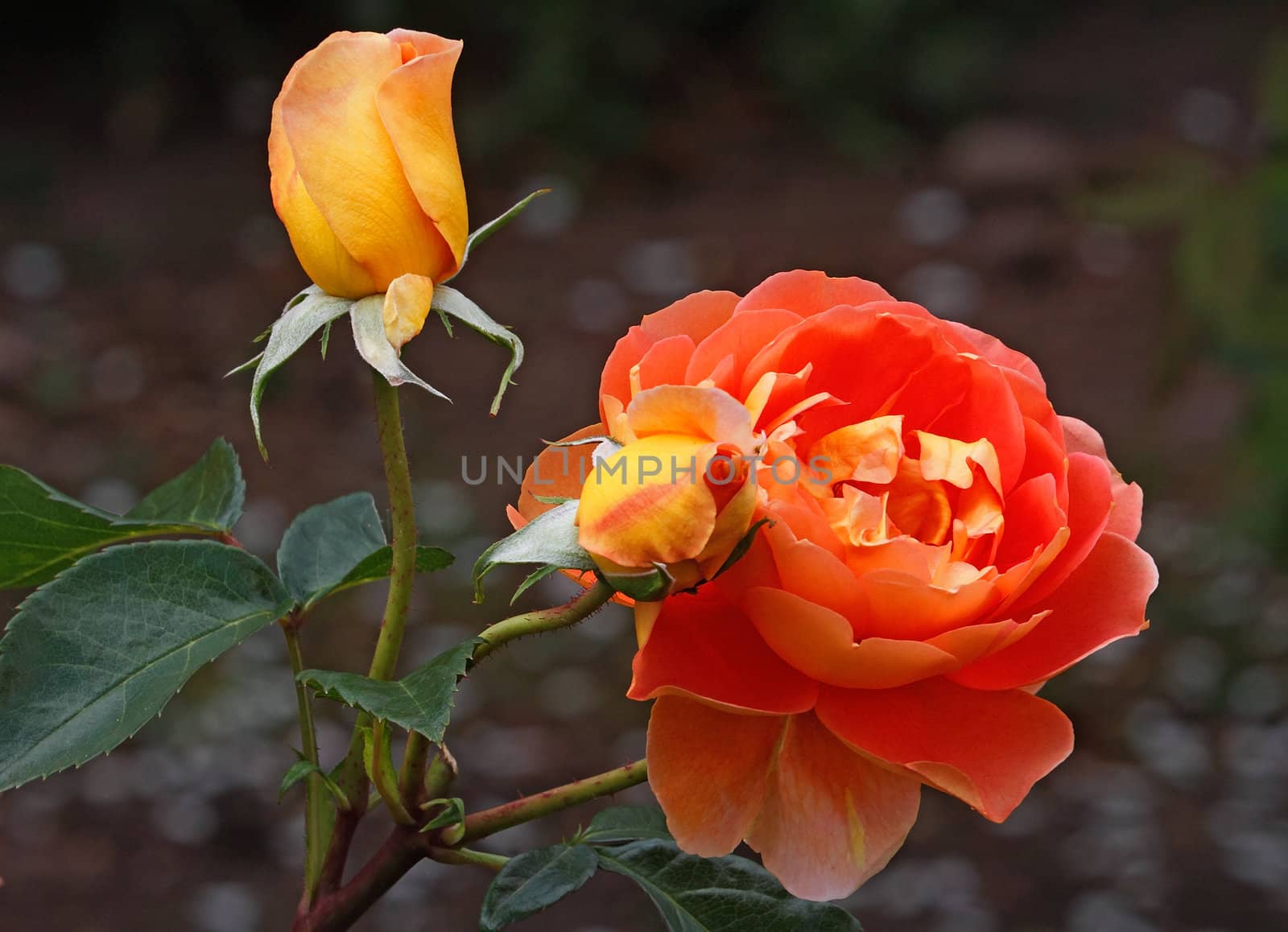 The Pat Austin is a hybrid shrub rose that grows to about three and a half feet tall and has a strong scent.