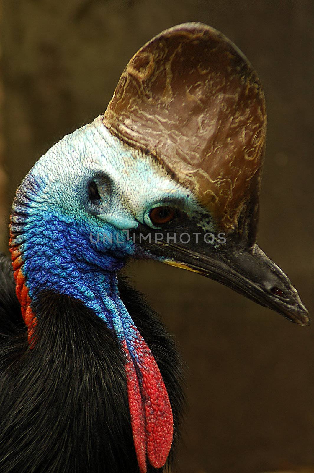 Cassowaries (genus Casuarius) are very large flightless birds native to the tropical forests of New Guinea and northeastern Australia