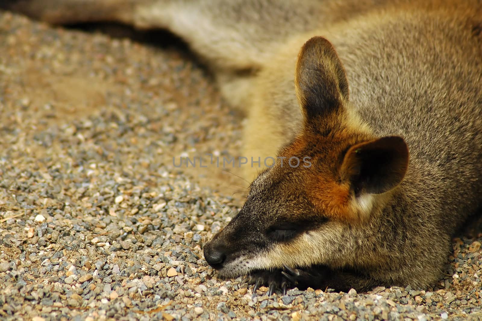 sleeping brown kangaroo in australian zoo