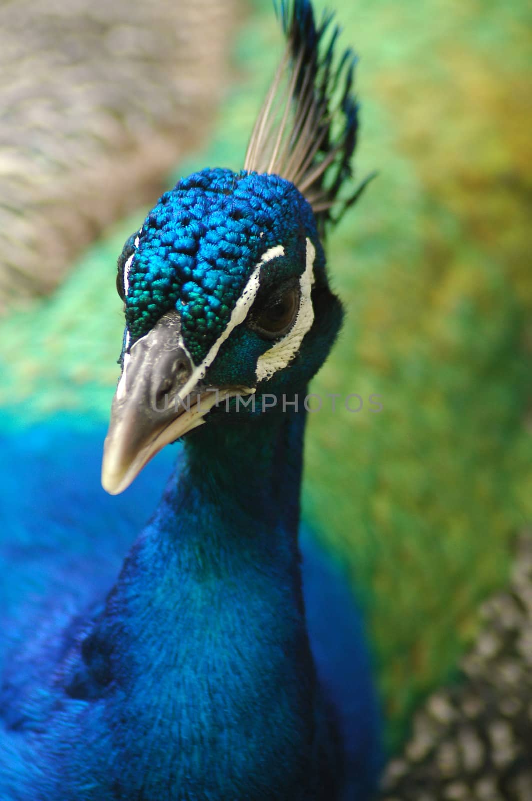 peacock detail photo, bright colors