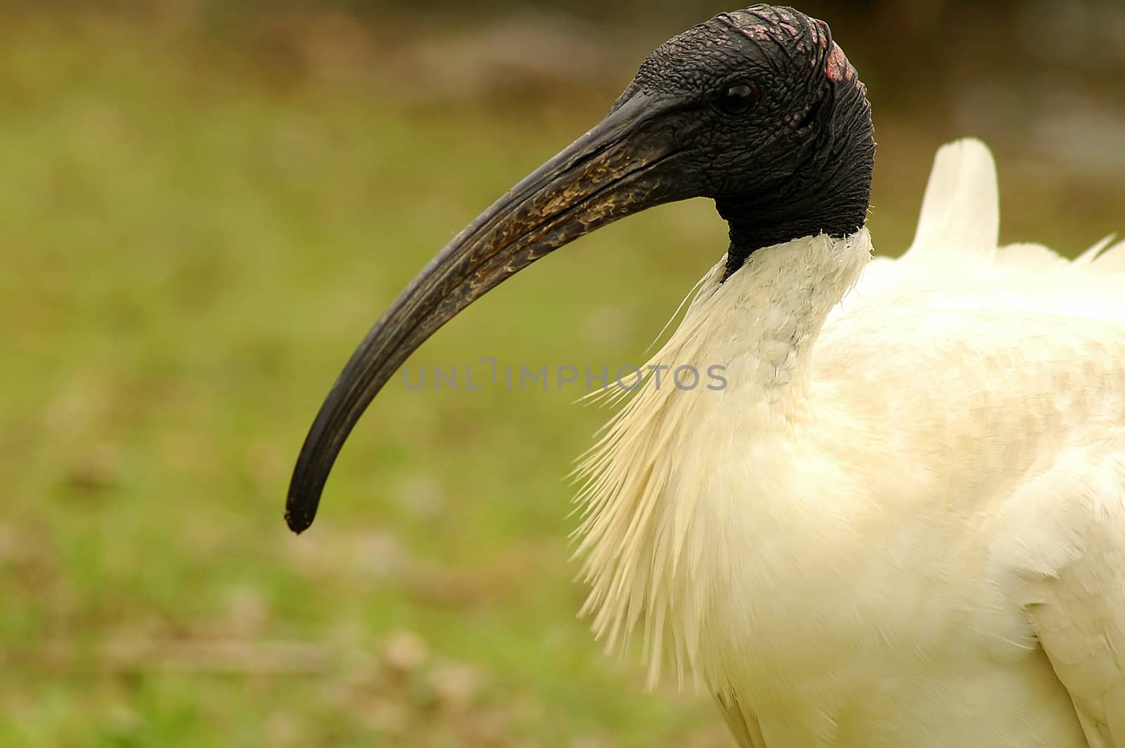 detail photo of australian white ibis, grass blurred in background